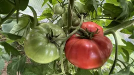 IMG_1009.jpeg