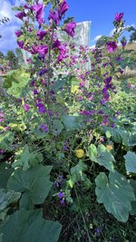 IMG_1271.jpeg