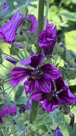 IMG_1276.jpeg