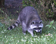 waschbaer.webp