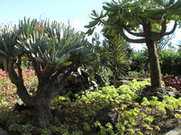 Jardim Botânico de Madeira 6.jpg