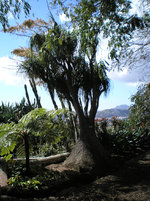 Jardim Botânico de Madeira 7.JPG