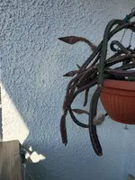 20240729_082509.webp