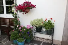 Juli          4224.webp