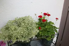 Juli          4524.webp