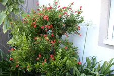 Juli          4724.webp
