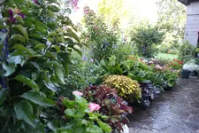 Juli          4824.webp