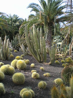Cactualdea Park 4.JPG