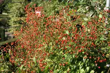 119.webp