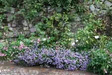 121.webp
