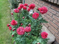 Mohn (3).jpg