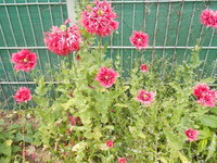 mohn (2).JPG