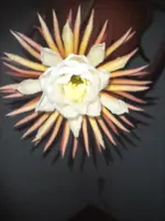 20240729_211926.webp