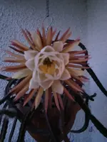 20240729_211759.webp