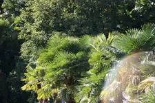 141.webp