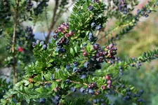 145.webp