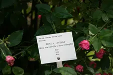 154.webp