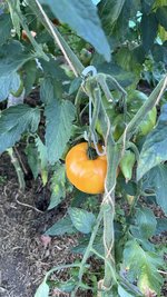IMG_1375.jpeg