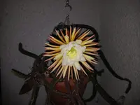 20240729_222704.webp