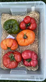 IMG_1386.jpeg