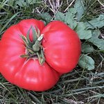 IMG_1392.jpeg