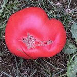 IMG_1393.jpeg