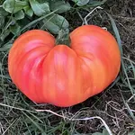 IMG_1396.jpeg