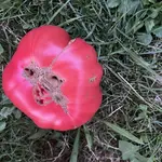 IMG_1406.jpeg