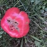 IMG_1406.jpeg