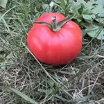 IMG_1408.jpeg