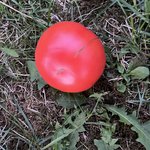 IMG_1409.jpeg