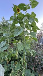 IMG_1380.jpeg