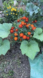 IMG_1382.jpeg