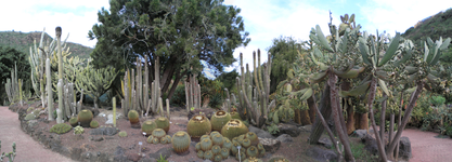Jardín Canario 1.jpg