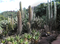 Jardín Canario 2.jpg