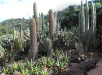 Jardín Canario 2.jpg