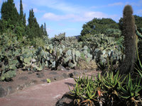 Jardín Canario 3.JPG