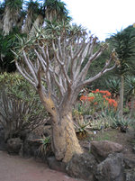 Jardín Canario 4.JPG