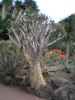 Jardín Canario 4.JPG