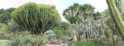 Jardín Canario 5.jpg