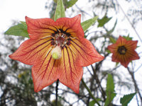 Jardín Canario 6.JPG