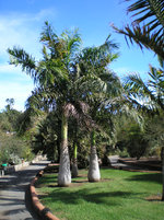 Parque Botánico de Maspalomas.JPG