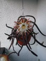 20240730_051943.webp