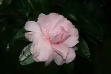 171.webp