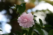 172.webp