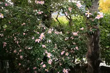 173.webp