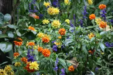 175.webp