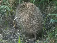 2024Igel.jpg