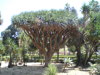 Giardini Botanico 3.webp