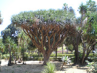 Giardini Botanico 3.JPG